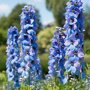 Delphinium 'Blue Bird' (ridderspoor)